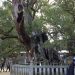 小千命お手植えの楠（樹齢2600年、大山祇神社）